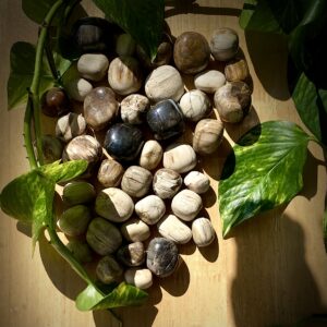 Petrified Wood Tumbled